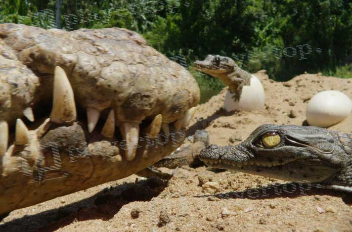 Caméra espion animaux